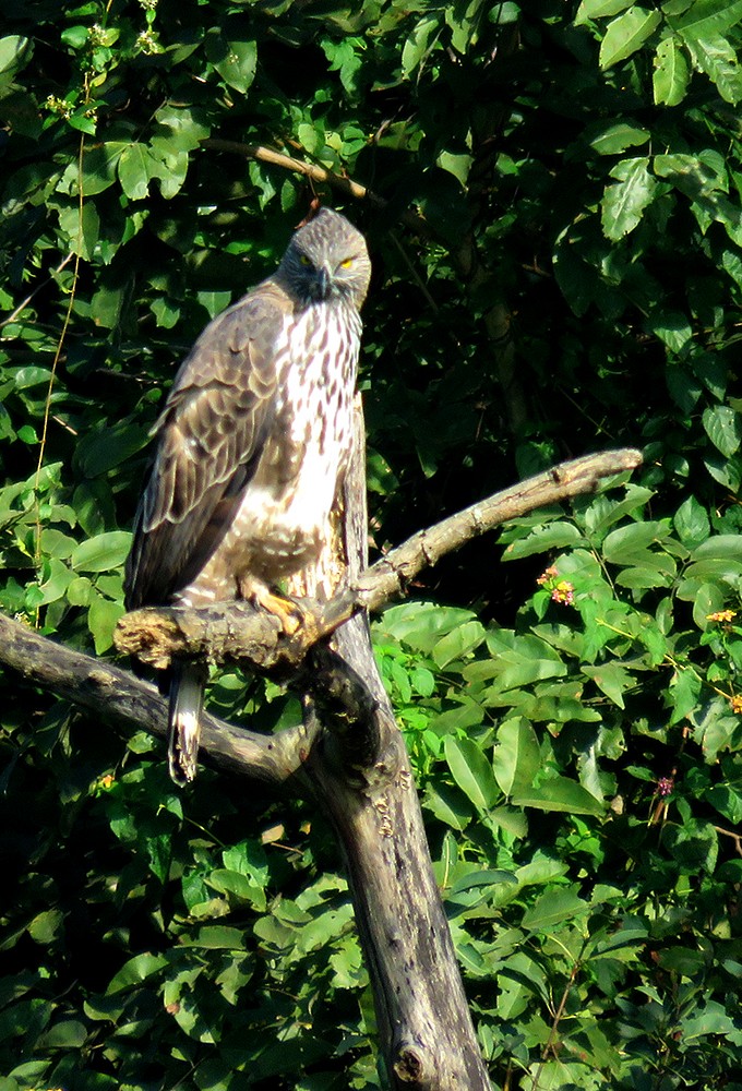 orel proměnlivý - ML644398364