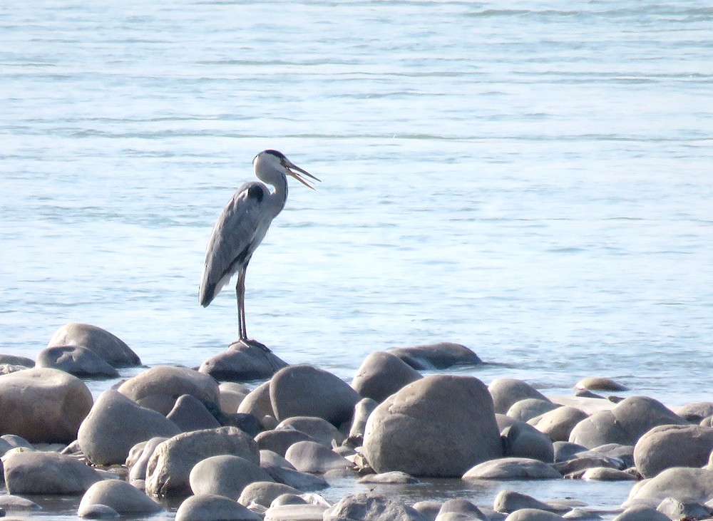 volavka popelavá - ML644398365