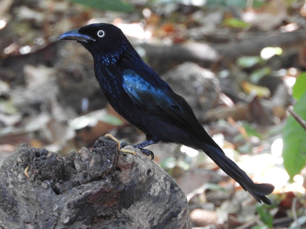 Hair-crested Drongo (Javan) - ML644398368