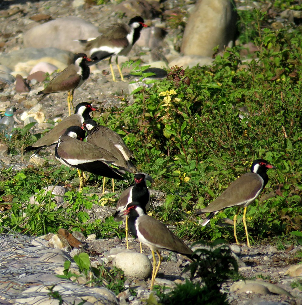 Rotlappenkiebitz - ML644398379