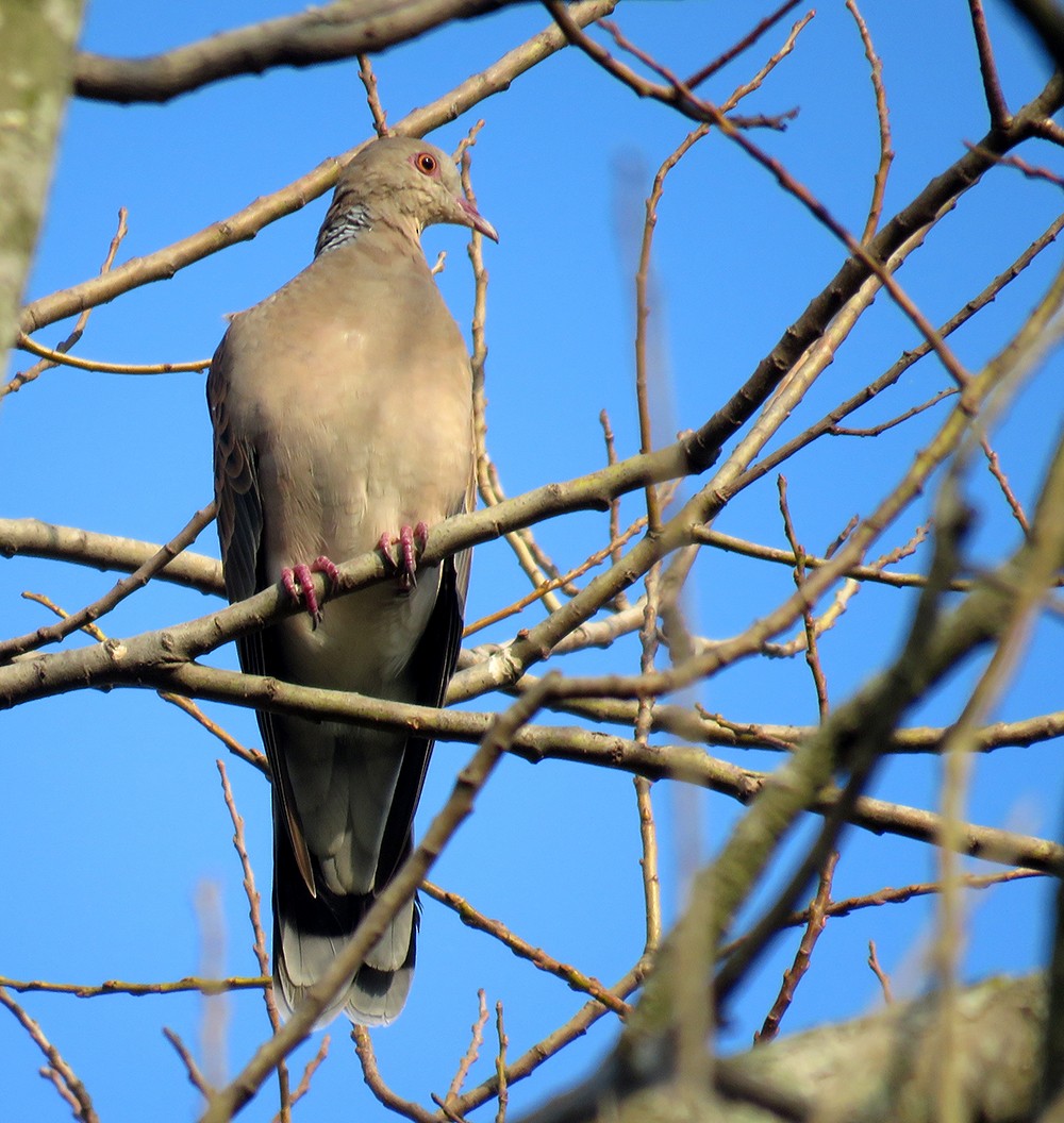 Oriental Turtle-Dove - ML644398386