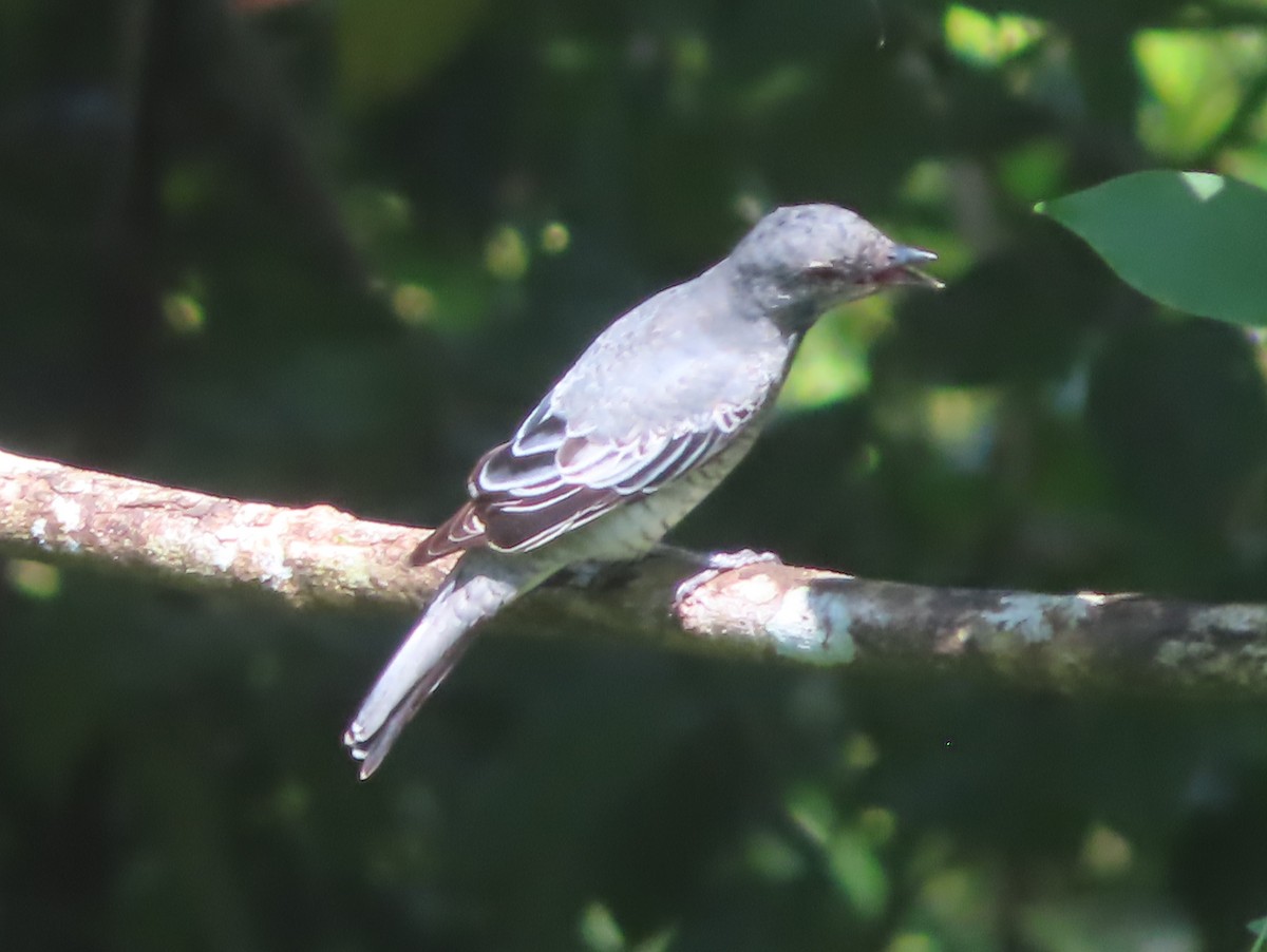 Чернокрылый личинкоед-свистун - ML644398390