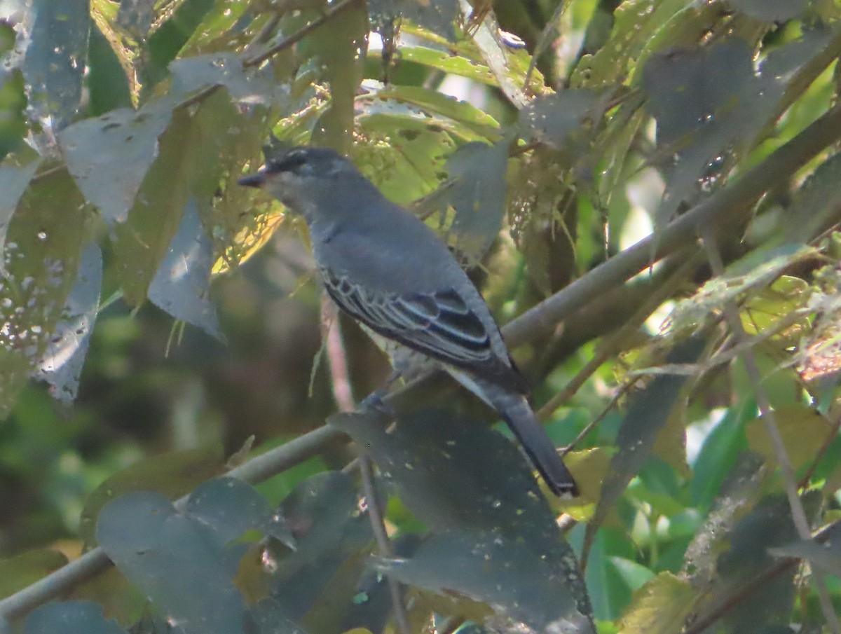 Чернокрылый личинкоед-свистун - ML644398391