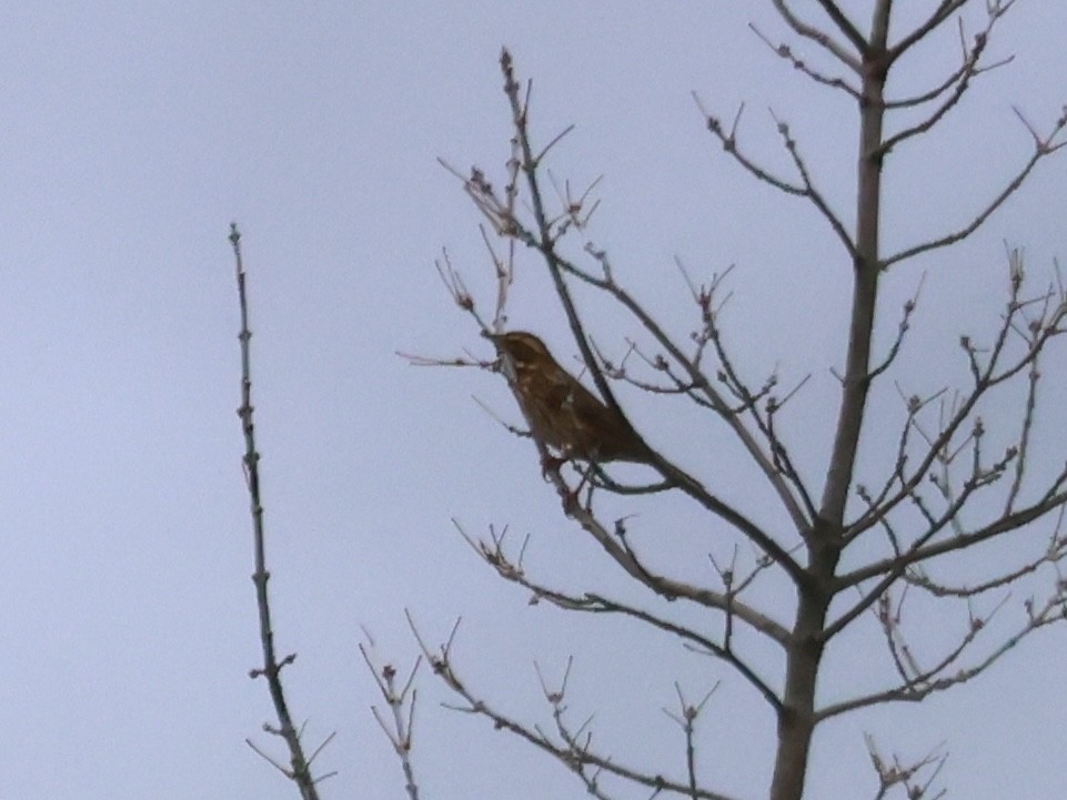 Grive mauvis - ML644398393