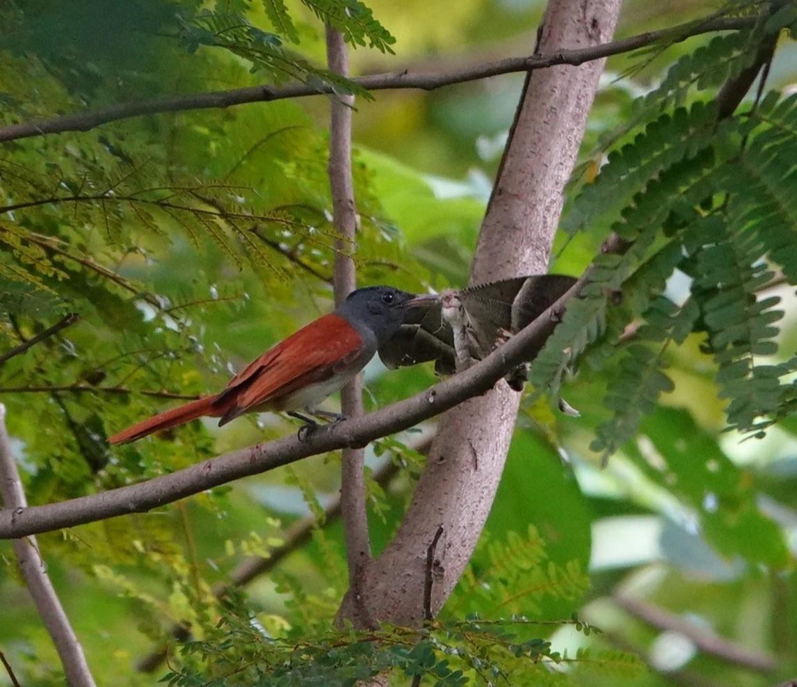 Tchitrec de Blyth - ML644398396