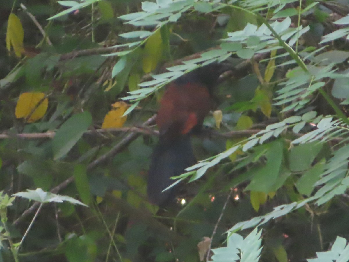Green-billed Coucal - ML644398398