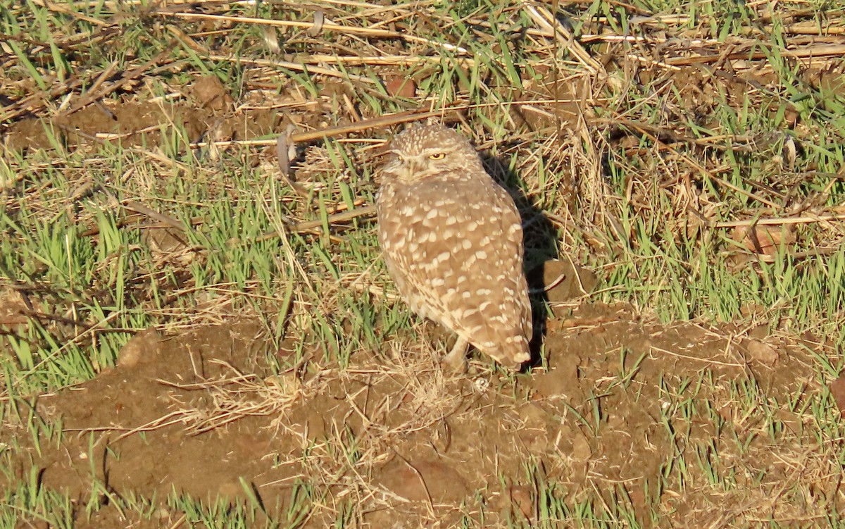 sýček králičí - ML644398400