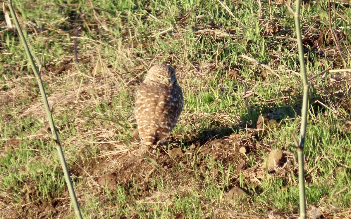 sýček králičí - ML644398405