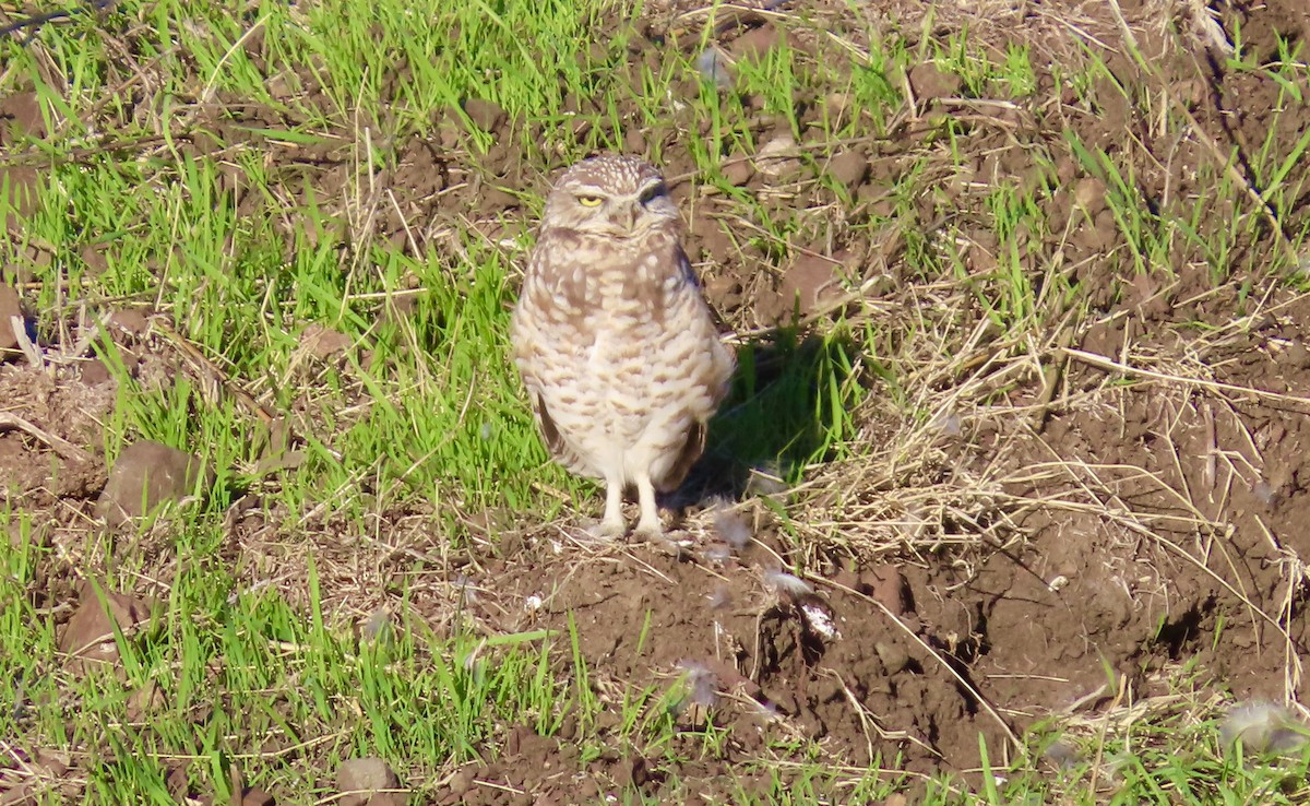 sýček králičí - ML644398407