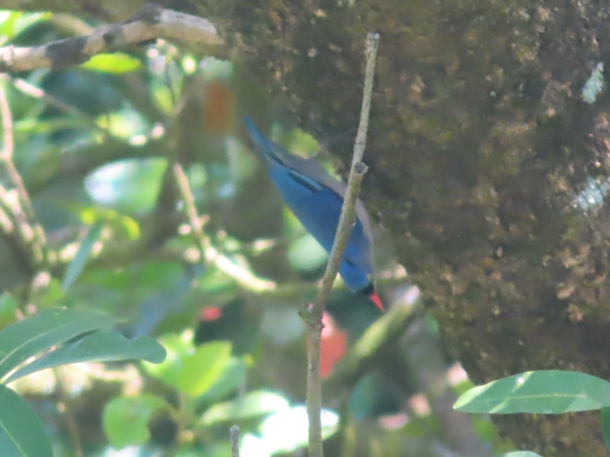 Velvet-fronted Nuthatch - ML644398408