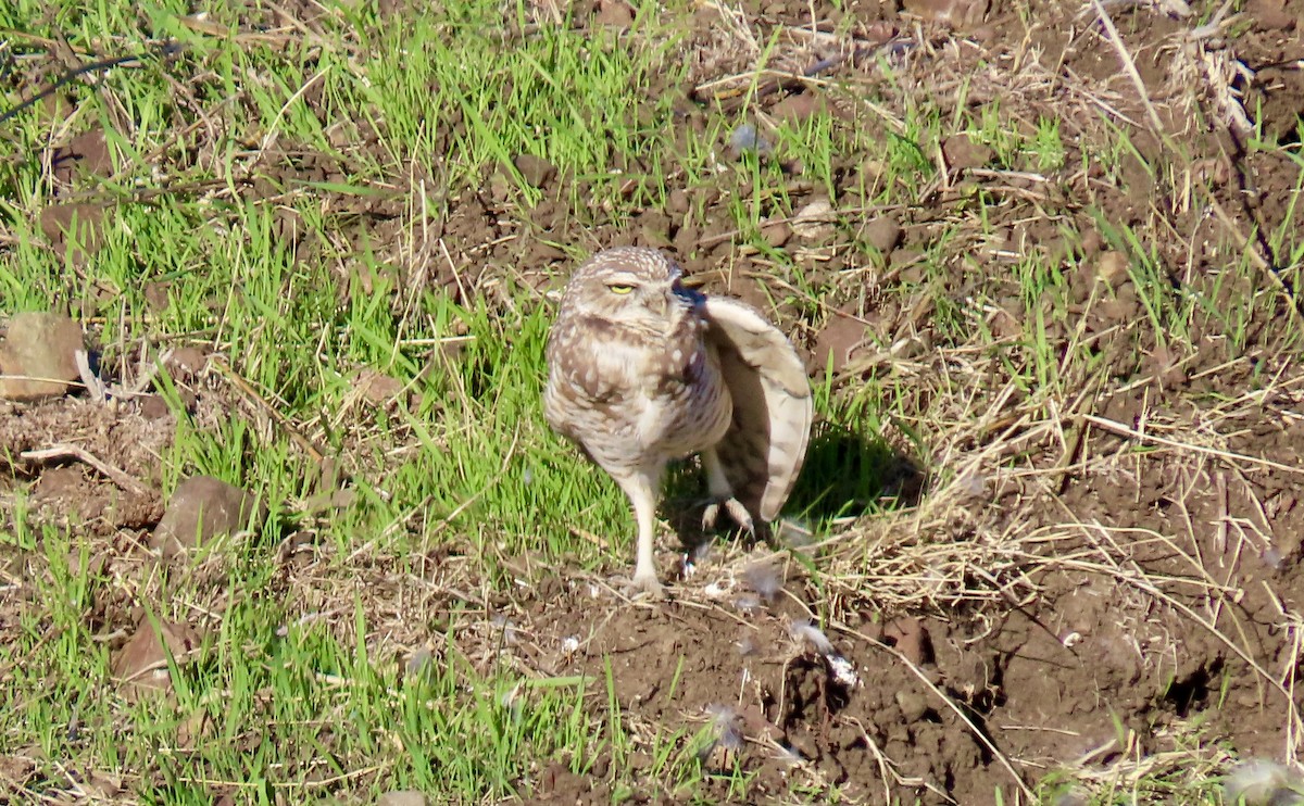 sýček králičí - ML644398409