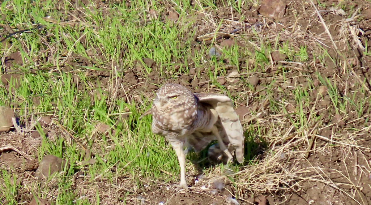 sýček králičí - ML644398410