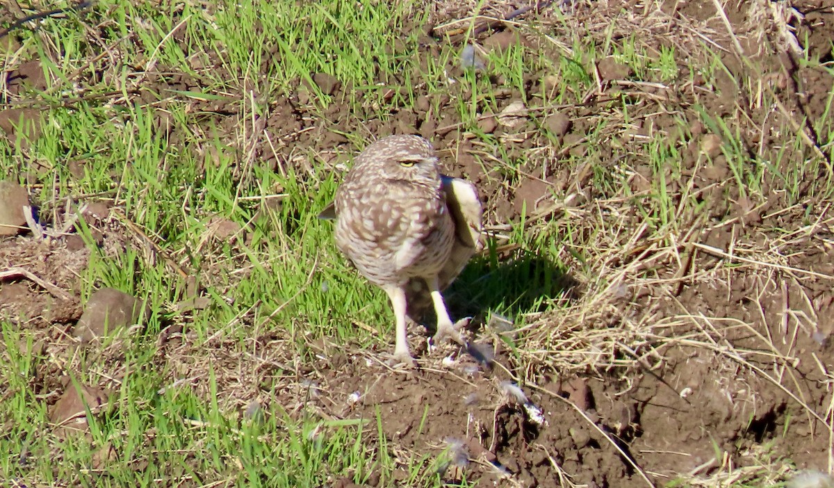 sýček králičí - ML644398411