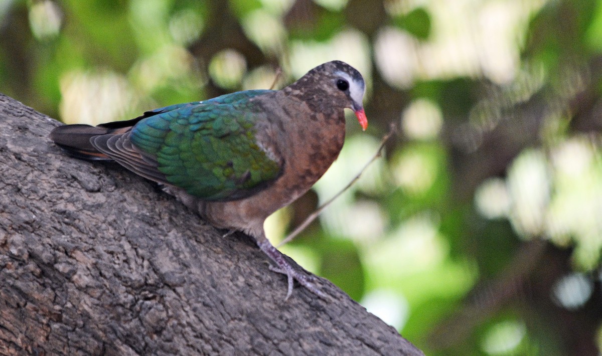 Asian Emerald Dove - ML644398413