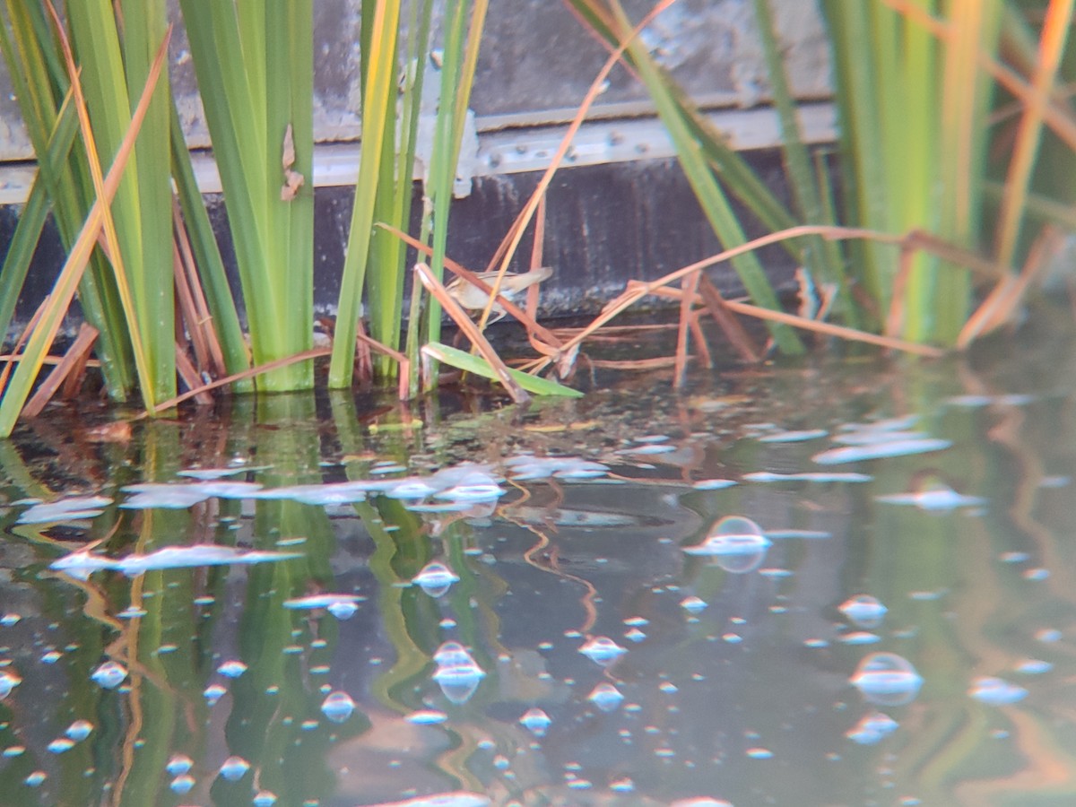 Sedge Warbler - ML644398414