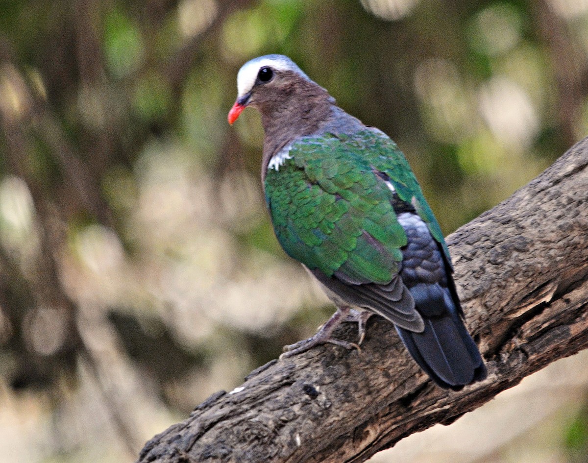 Asian Emerald Dove - ML644398416