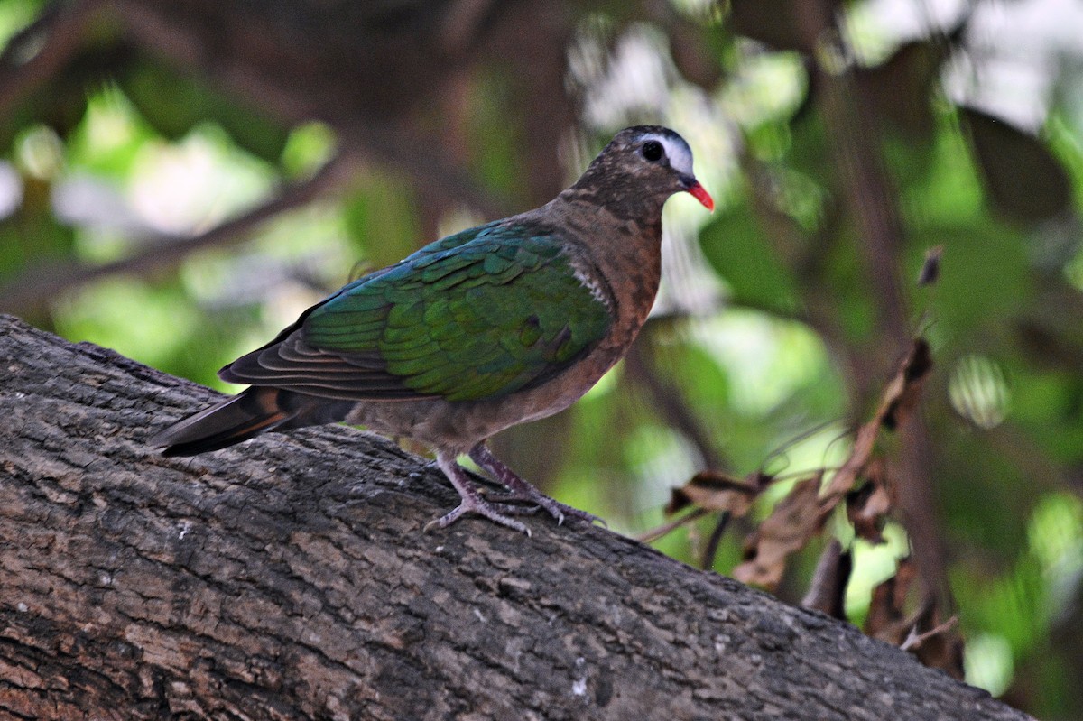 Asian Emerald Dove - ML644398418
