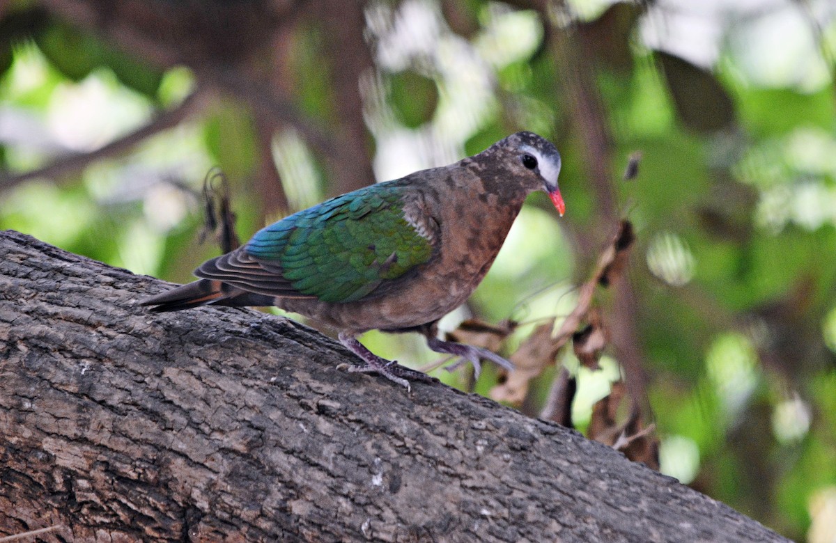 Asian Emerald Dove - ML644398419
