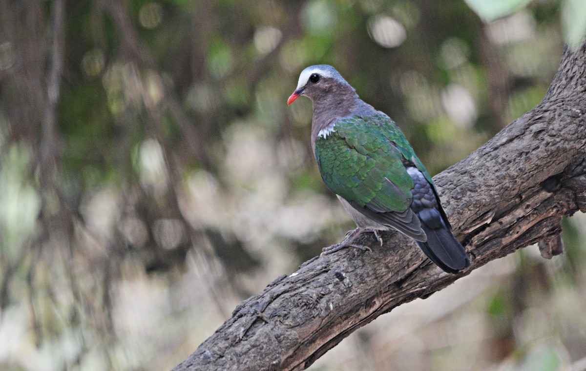 Asian Emerald Dove - ML644398420