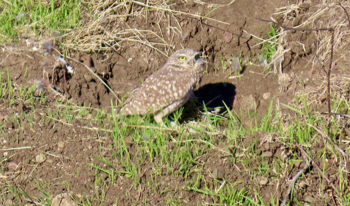 sýček králičí - ML644398421