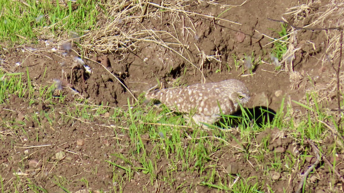 sýček králičí - ML644398422