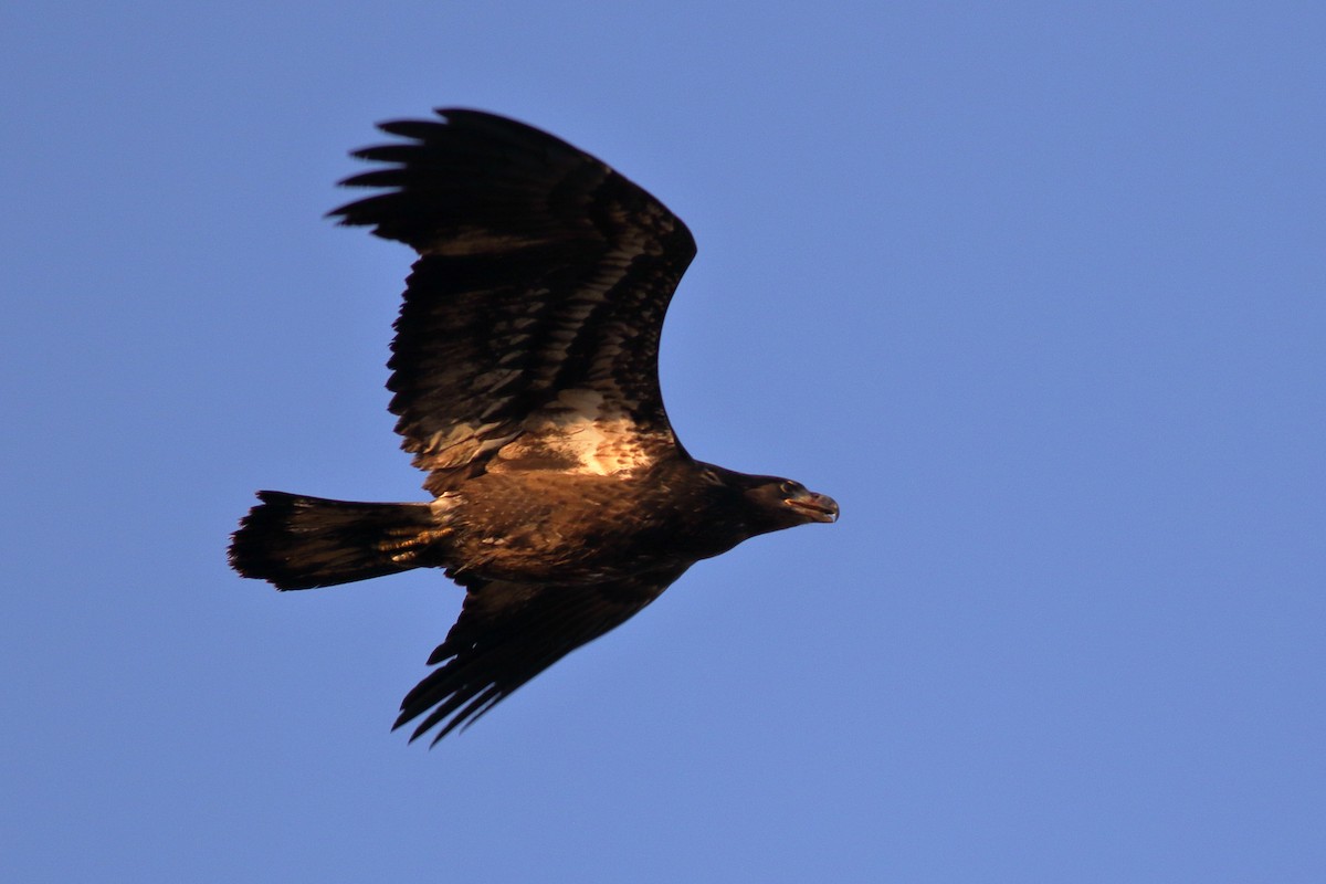 Белоголовый орлан - ML644398423