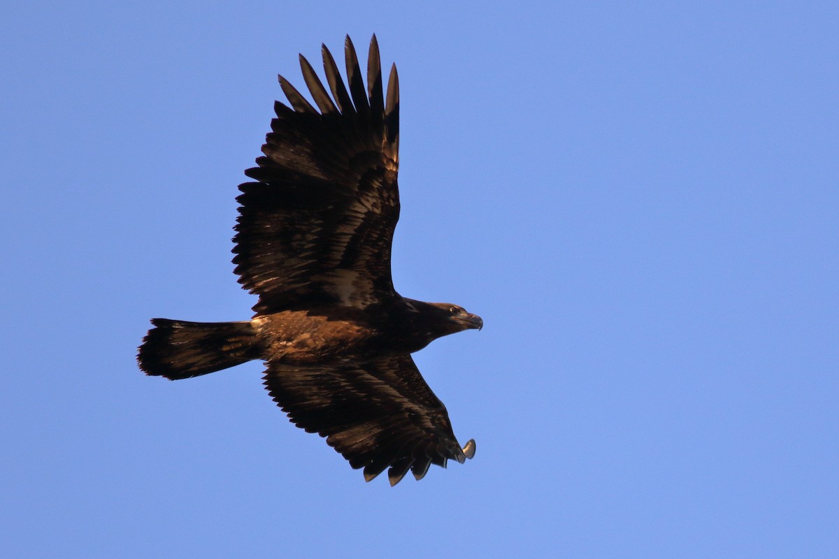 Белоголовый орлан - ML644398424