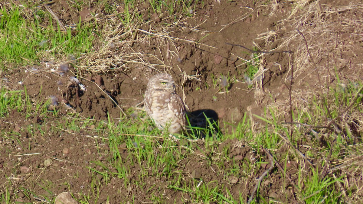 sýček králičí - ML644398426