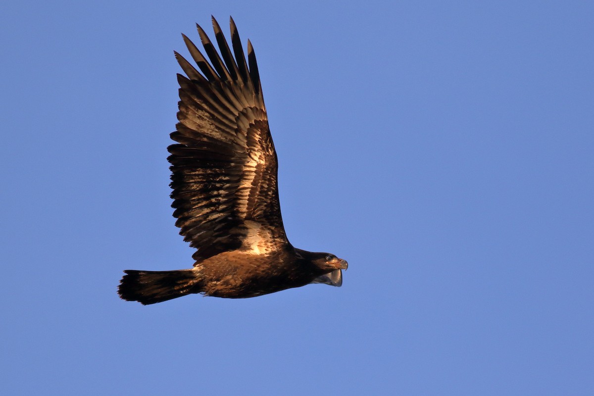 Белоголовый орлан - ML644398428