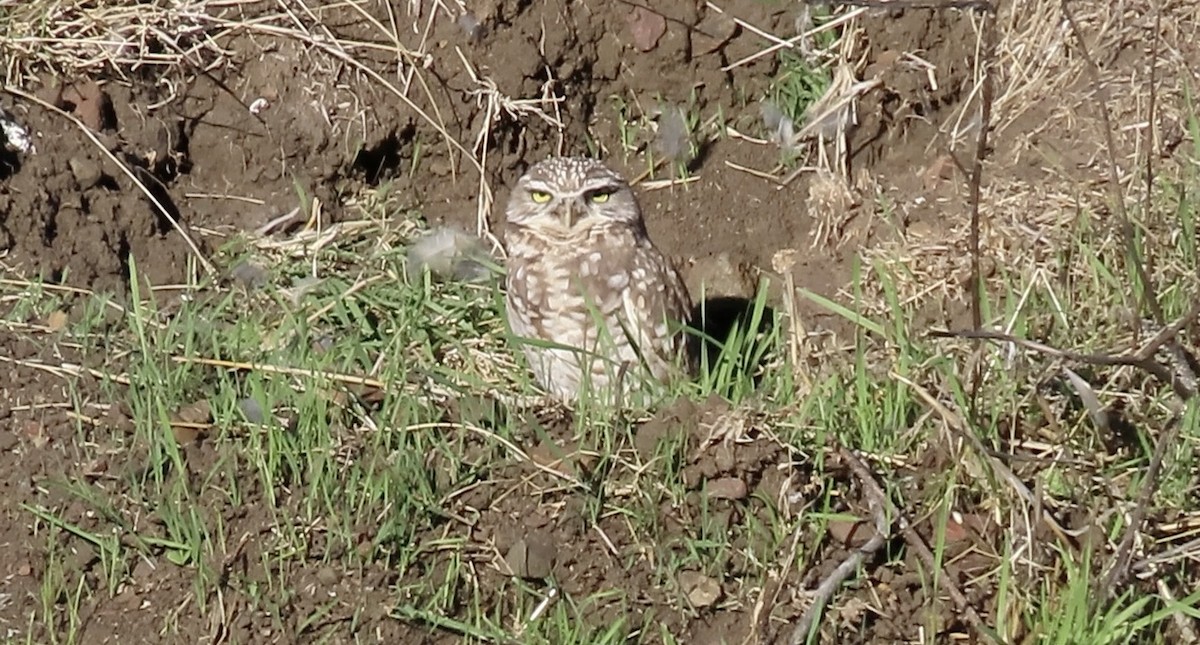 sýček králičí - ML644398429