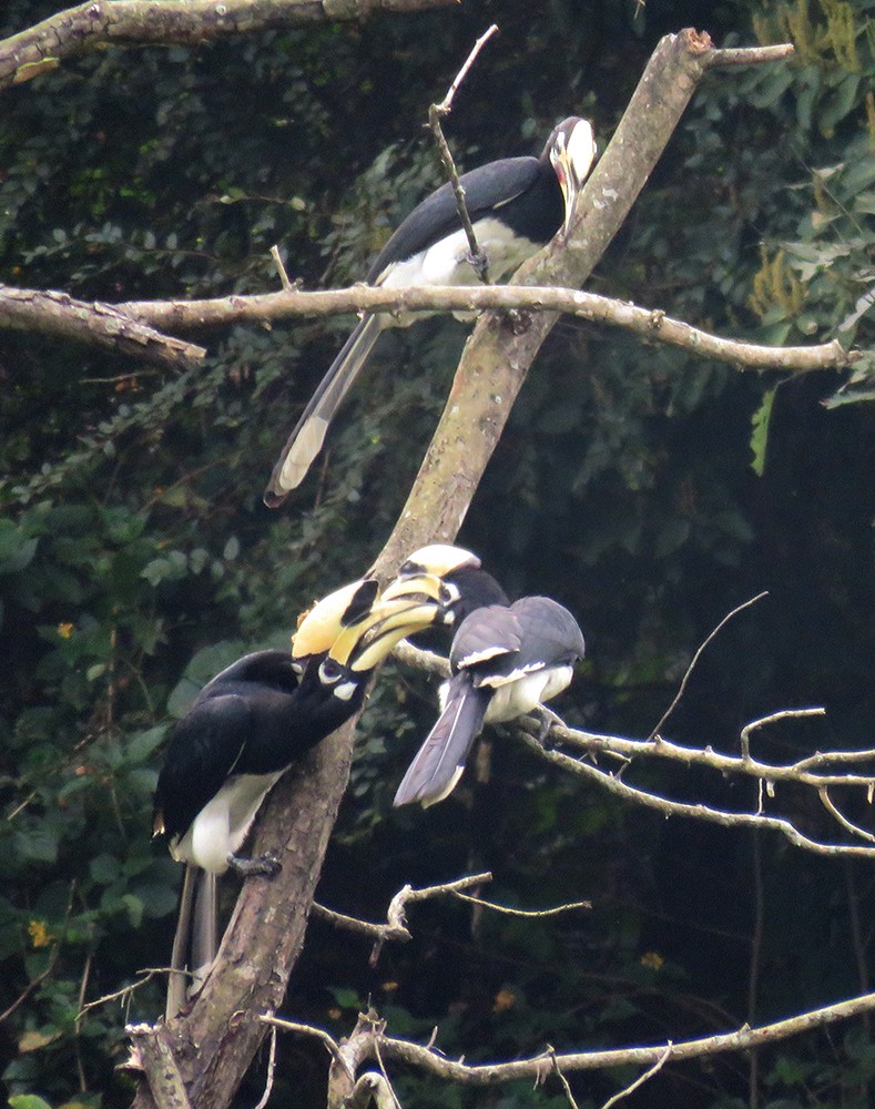 Oriental Pied-Hornbill - ML644398431
