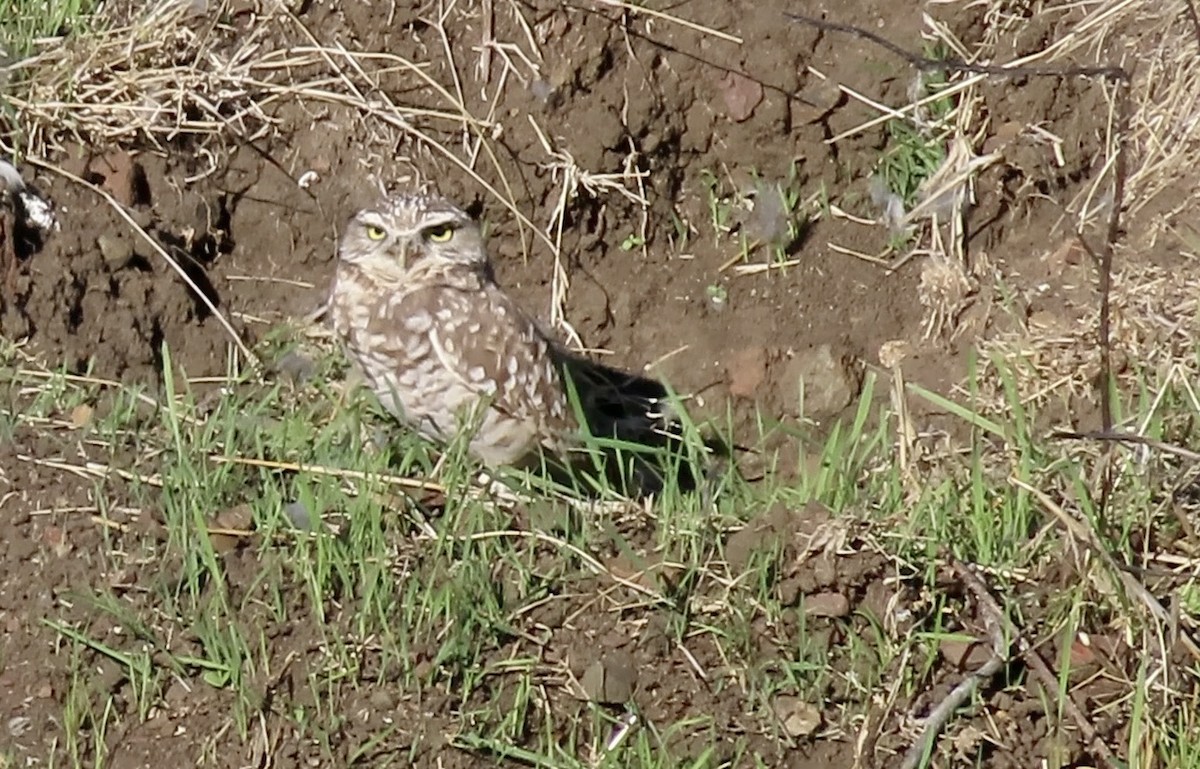 sýček králičí - ML644398432