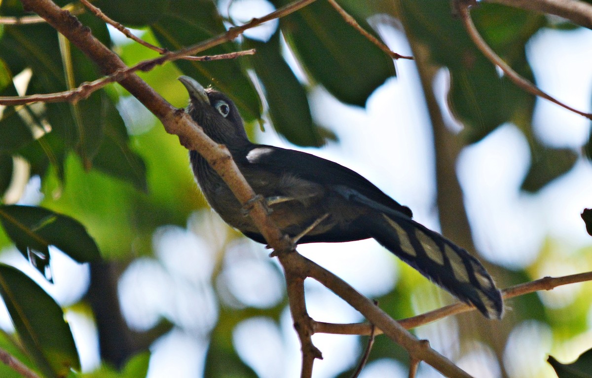 Blue-faced Malkoha - ML644398437