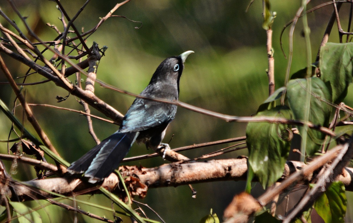 Blue-faced Malkoha - ML644398438