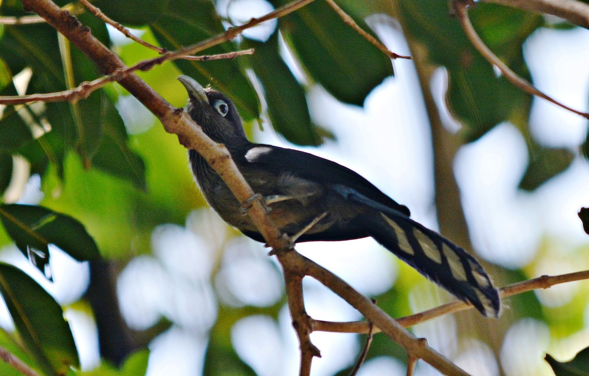 Blue-faced Malkoha - ML644398439