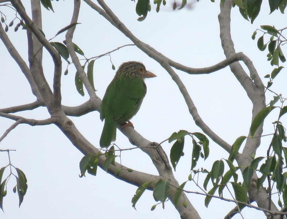 Lineated Barbet - ML644398443