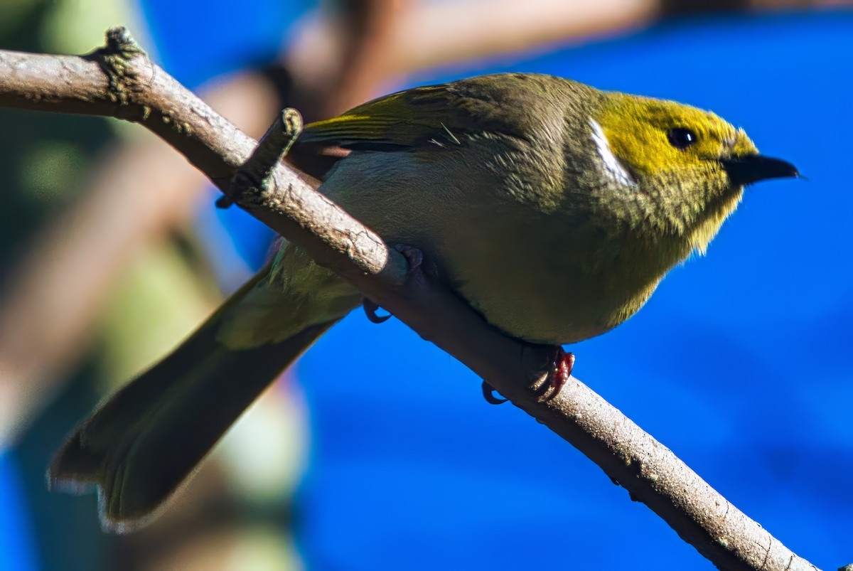 White-plumed Honeyeater - ML644398456