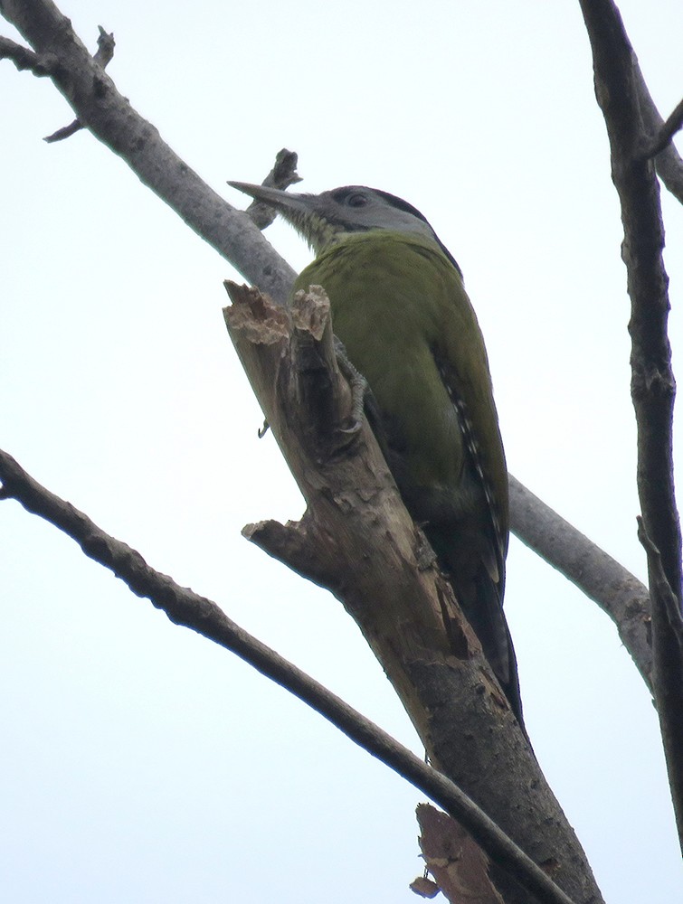 Буурал тоншуул - ML644398463