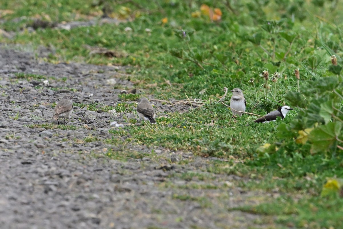 Eptianuro Pío - ML644398465