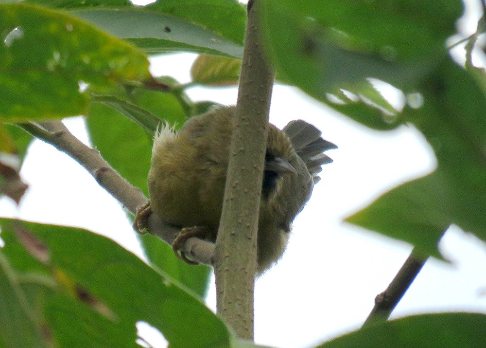 Black-chinned Babbler - ML644398466