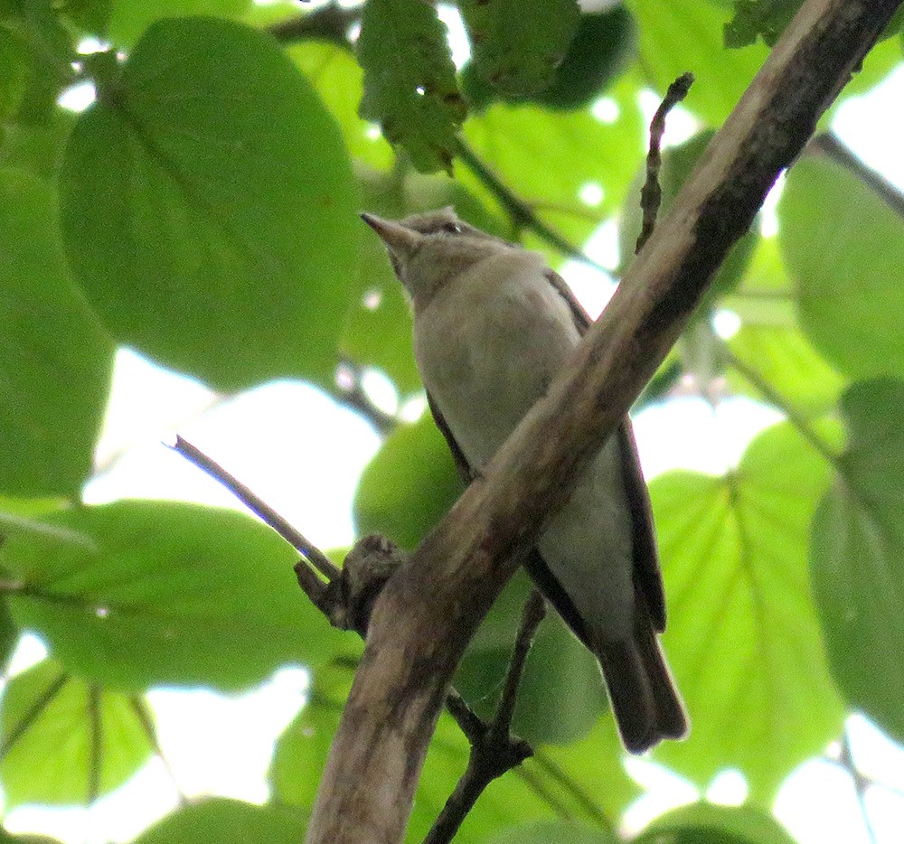 Large Woodshrike - ML644398470