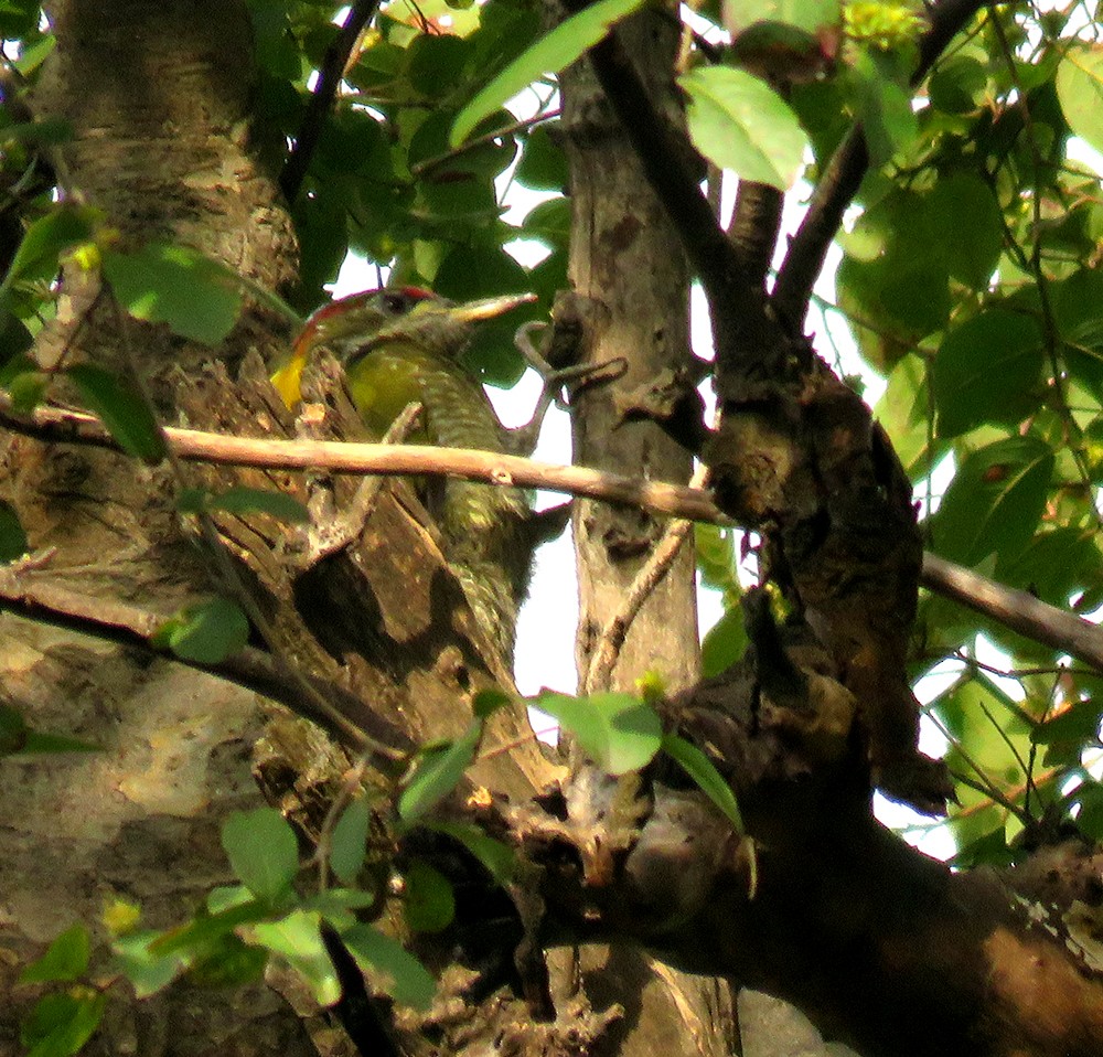 Lesser Yellownape - ML644398472