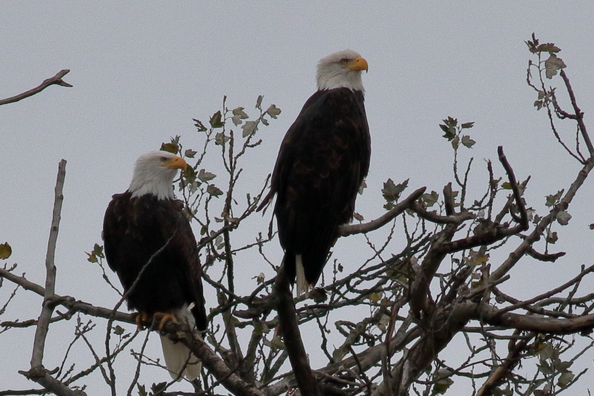 Белоголовый орлан - ML644398473