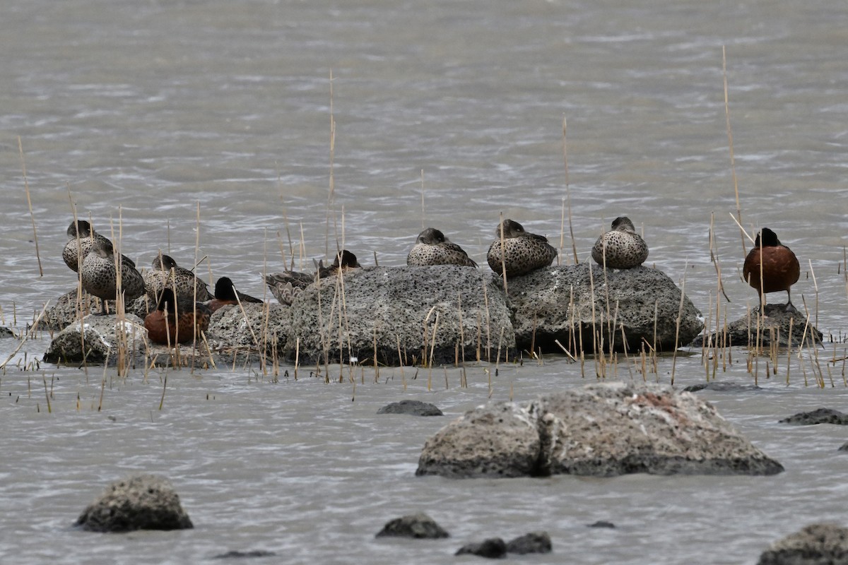Chestnut Teal - ML644398482