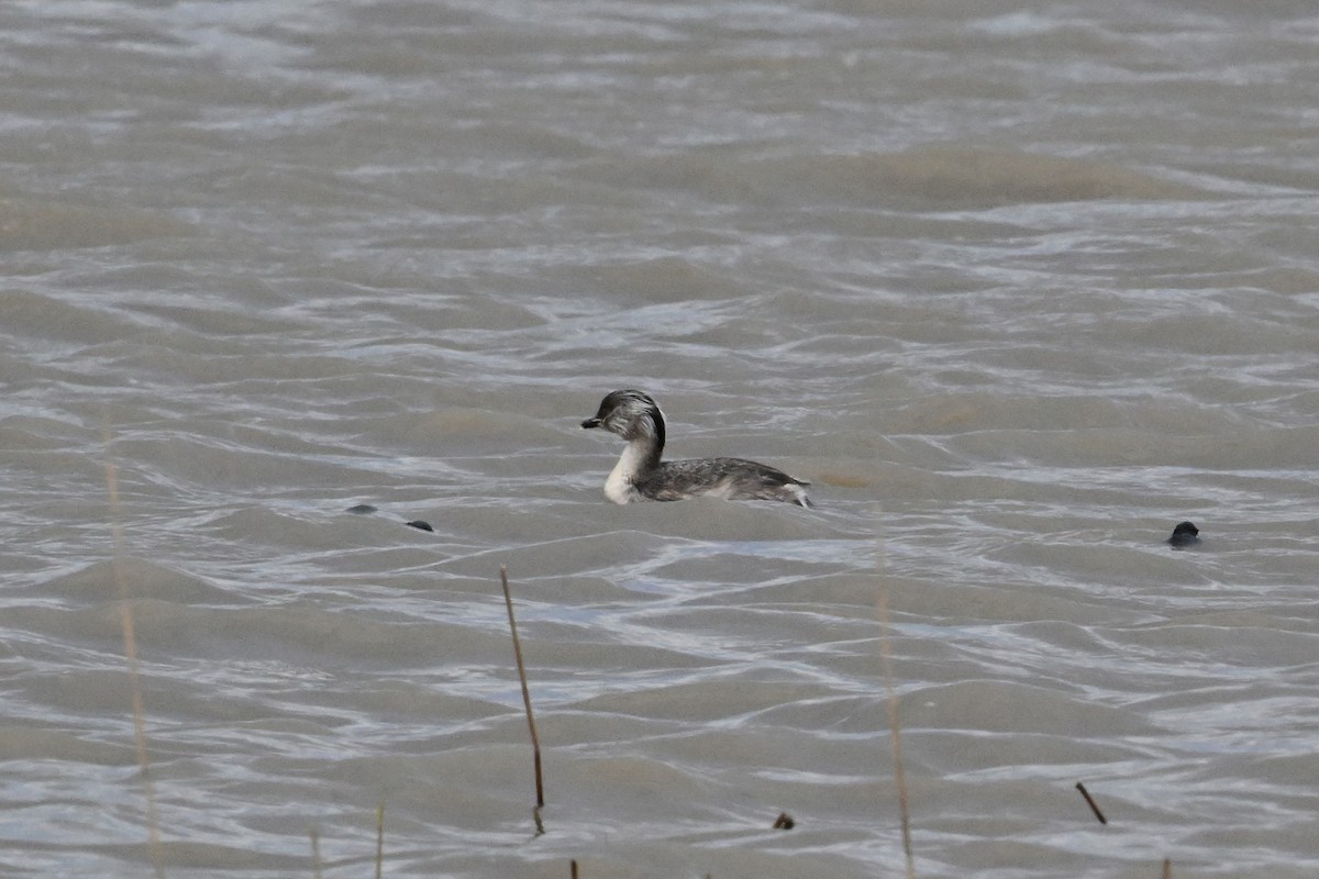 potápka šedohlavá - ML644398485