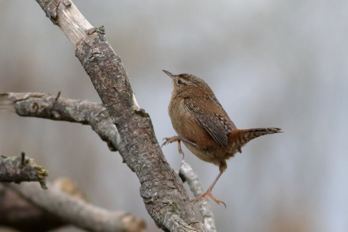 Marsh Wren - ML644398506
