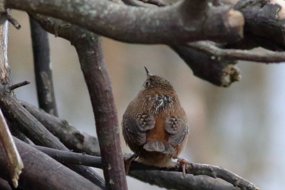 Marsh Wren - ML644398508