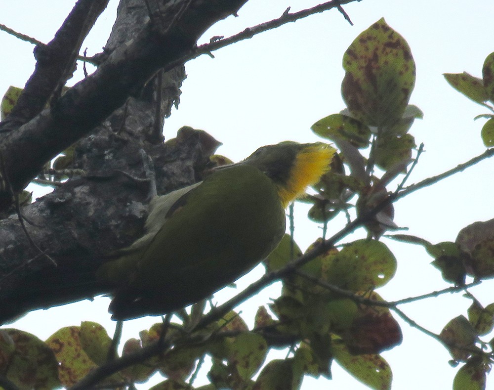 Greater Yellownape - ML644398509