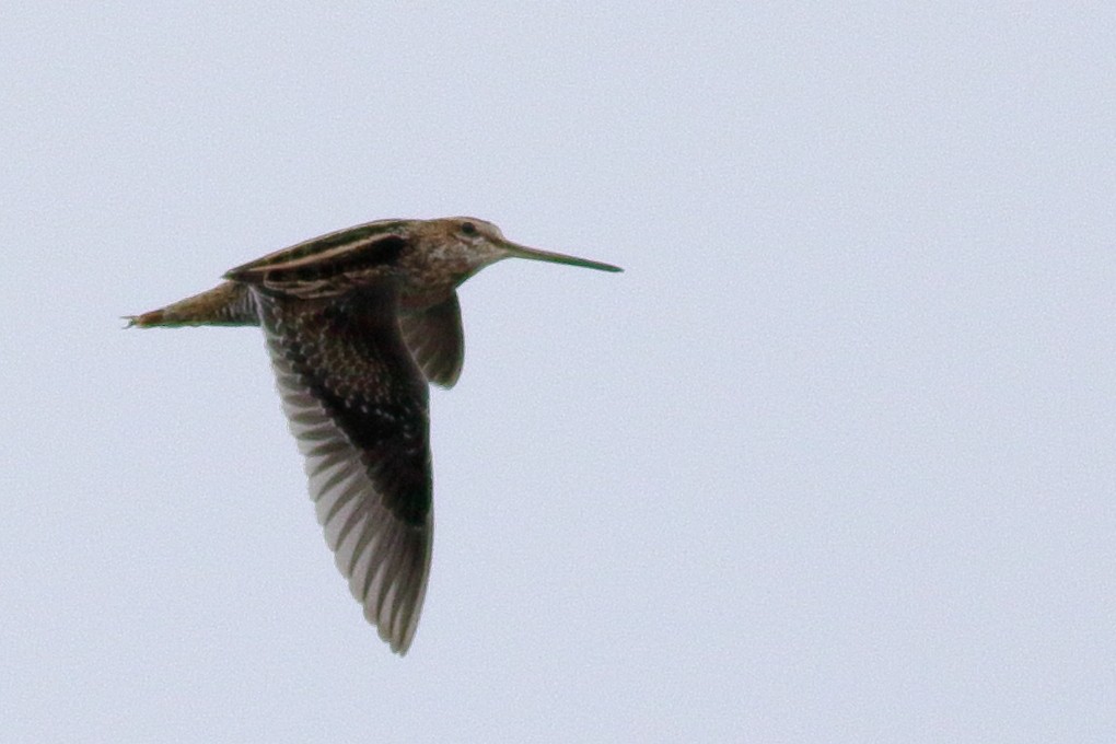 Wilson's Snipe - ML644398510
