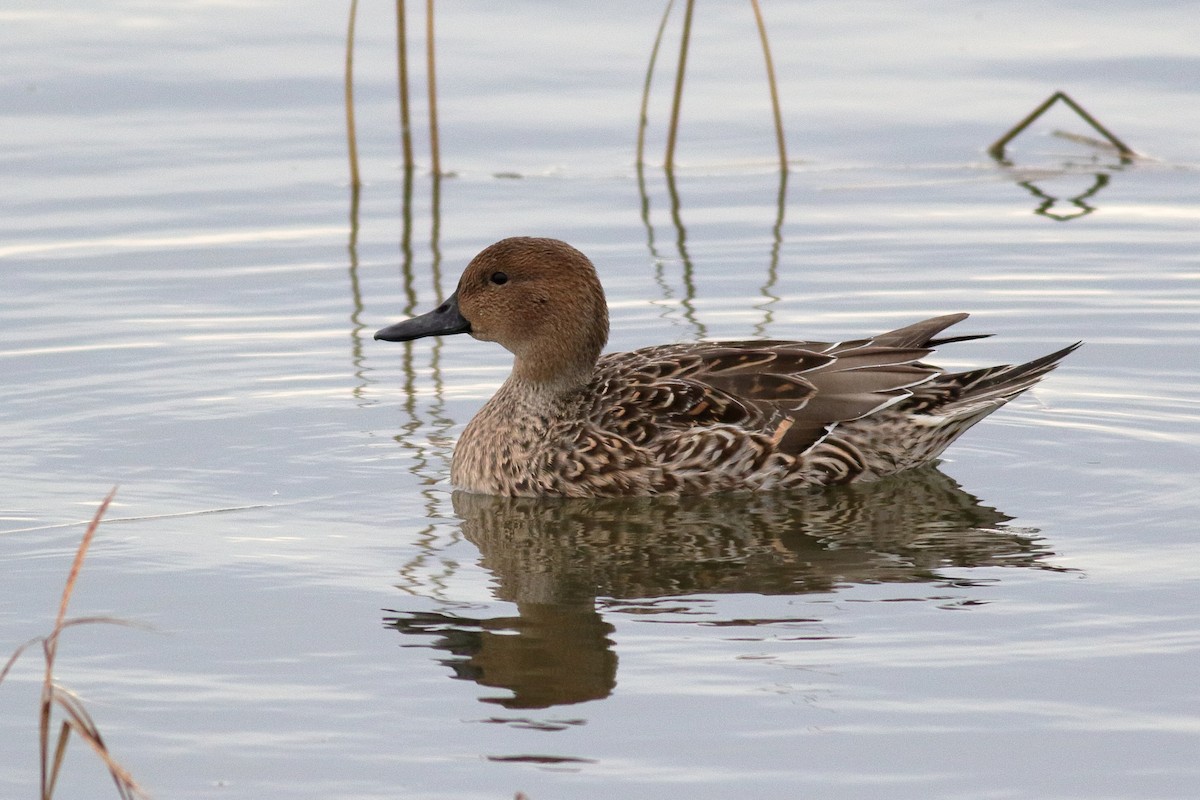 尖尾鴨 - ML644398514